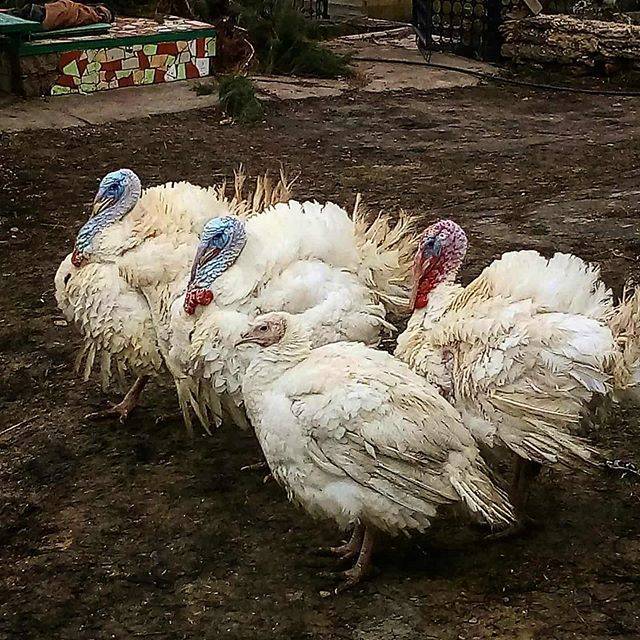 ᐉ индюки биг-6 - характеристика породы, выращивание в домашних условиях - zooon.ru