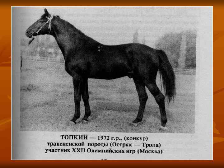 Тракененская лошадь – это… что такое тракененская лошадь?