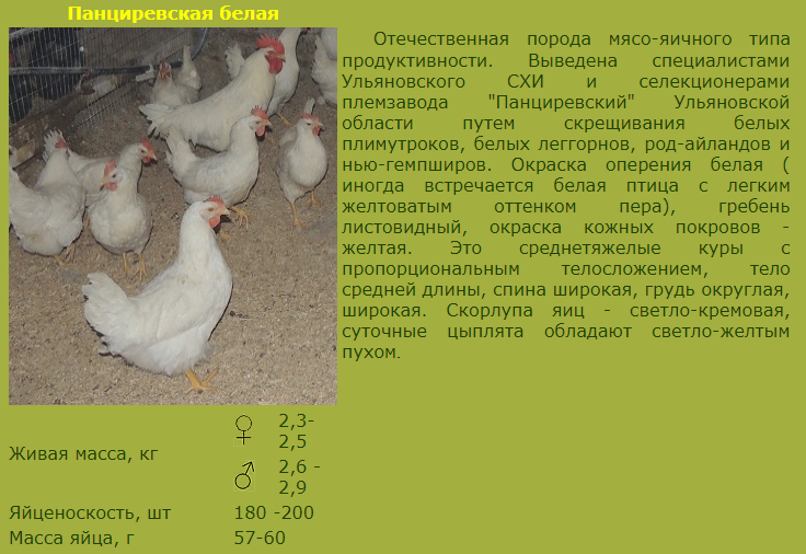 Легорные куры: характеристика, фото, описание породы и особенности содержания. куры «леггорн»