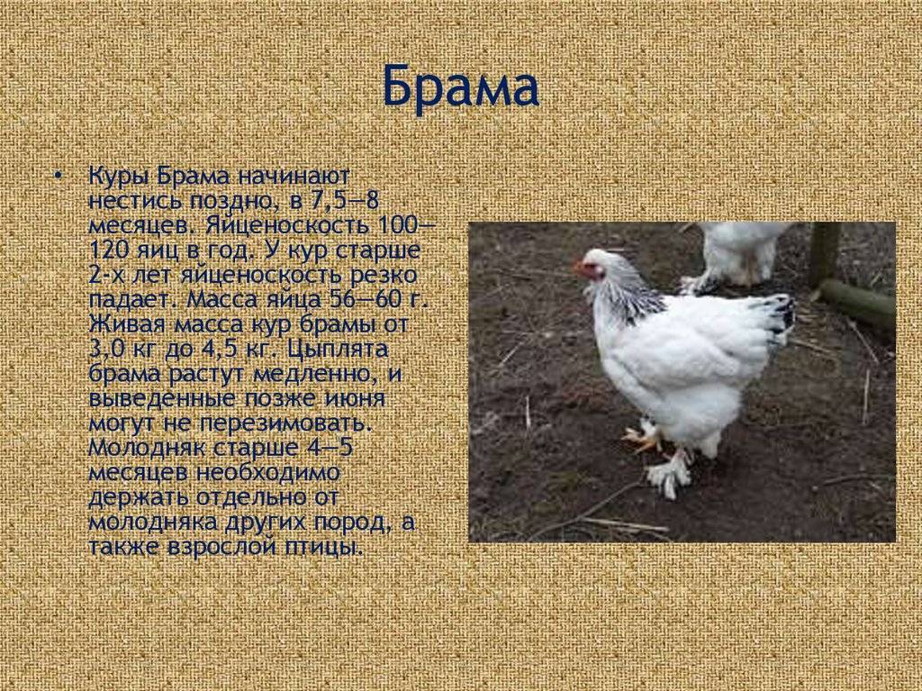 Когда начинают нестись куры-молодки?