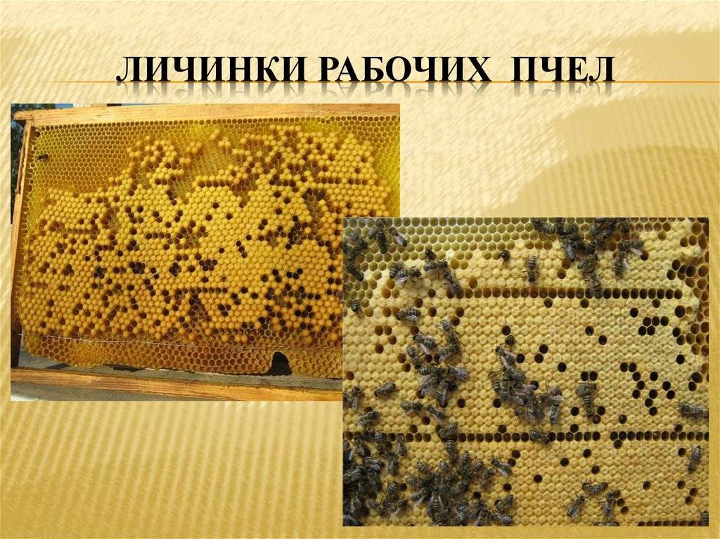 Процесс размножения семьи пчел