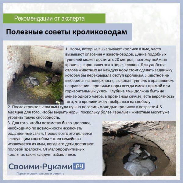 Разведение кроликов в яме: подробный опыт, содержание, технология выращивания