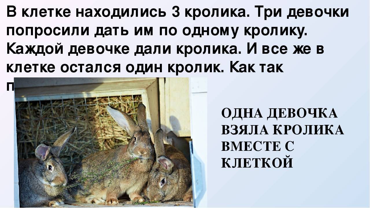 Кролики и куры: возможно ли содержать их вместе, особенности содержания