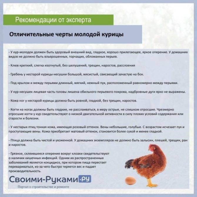 Когда начинают нестись куры-молодки: в каком возрасте и период яйценоскости несушек