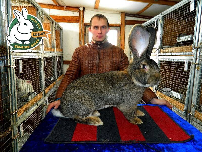 ᐉ кролики великаны: обзор пород, разведение и выращивание - zooon.ru