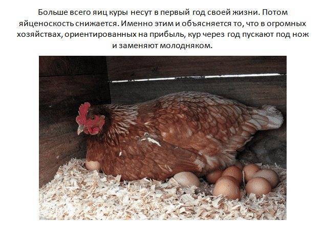 Когда начинают нестись куры молодки несушки (в каком возрасте)