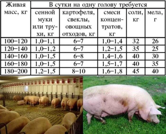Сколько дней гуляет свинья: признаки охоты у свиней