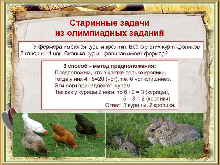 Разбираемся, возможно ли содержать кур и кроликов вместе