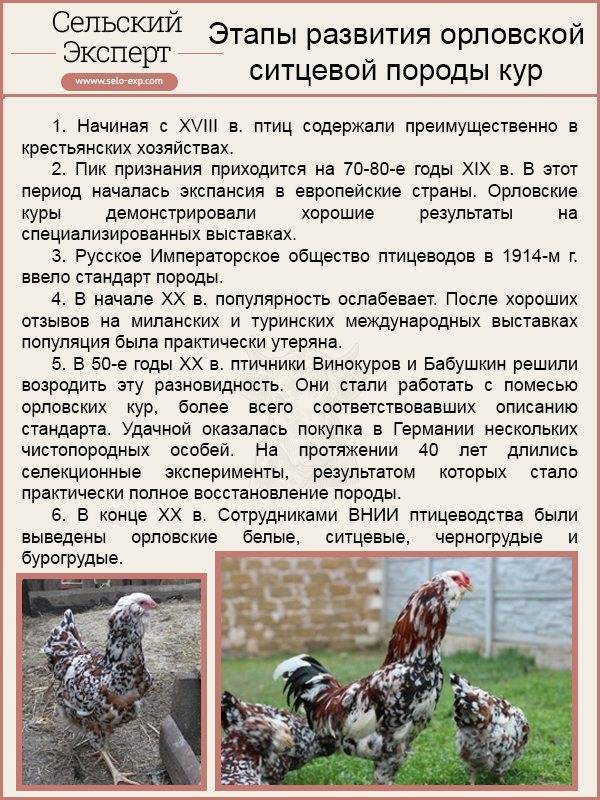 Ливенская ситцевая порода кур