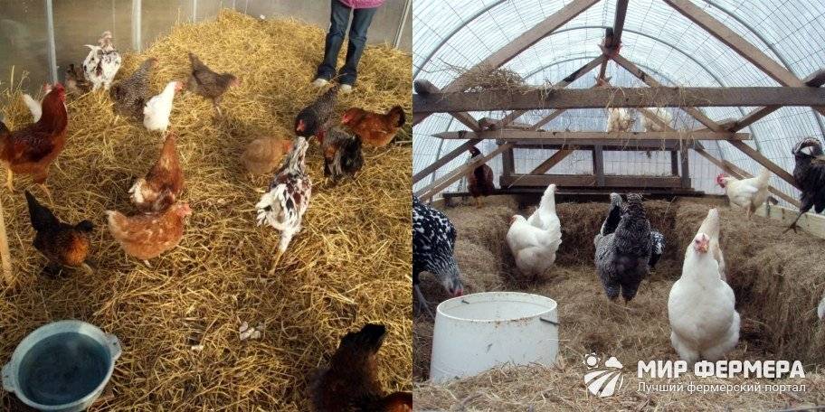 Какую температуру выдерживают куры зимой: в сарае, в курятнике, при какой температуре несутся