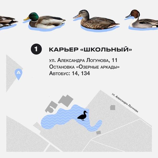 Все что необходимо знать о рационе и кормлении домашних уток: опыт и советы опытных птицеводов