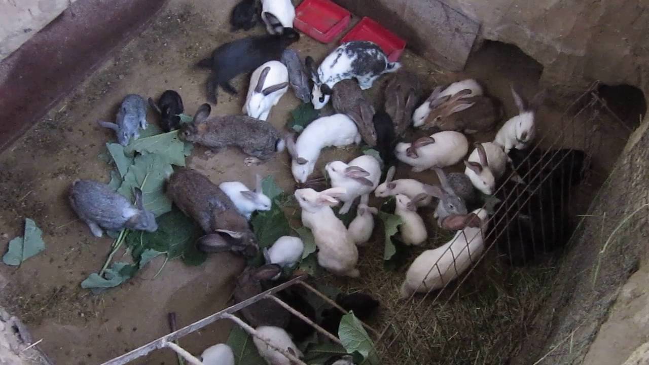 Разведение кроликов в ямах и все нюансы данного процесса
