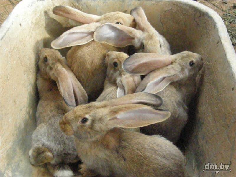Кролики великаны или гиганты: разведение самых крупных пород кролей в домашних условиях, фото и видео по уходу
кролики великаны или гиганты: разведение самых крупных пород кролей в домашних условиях, фото и видео по уходу