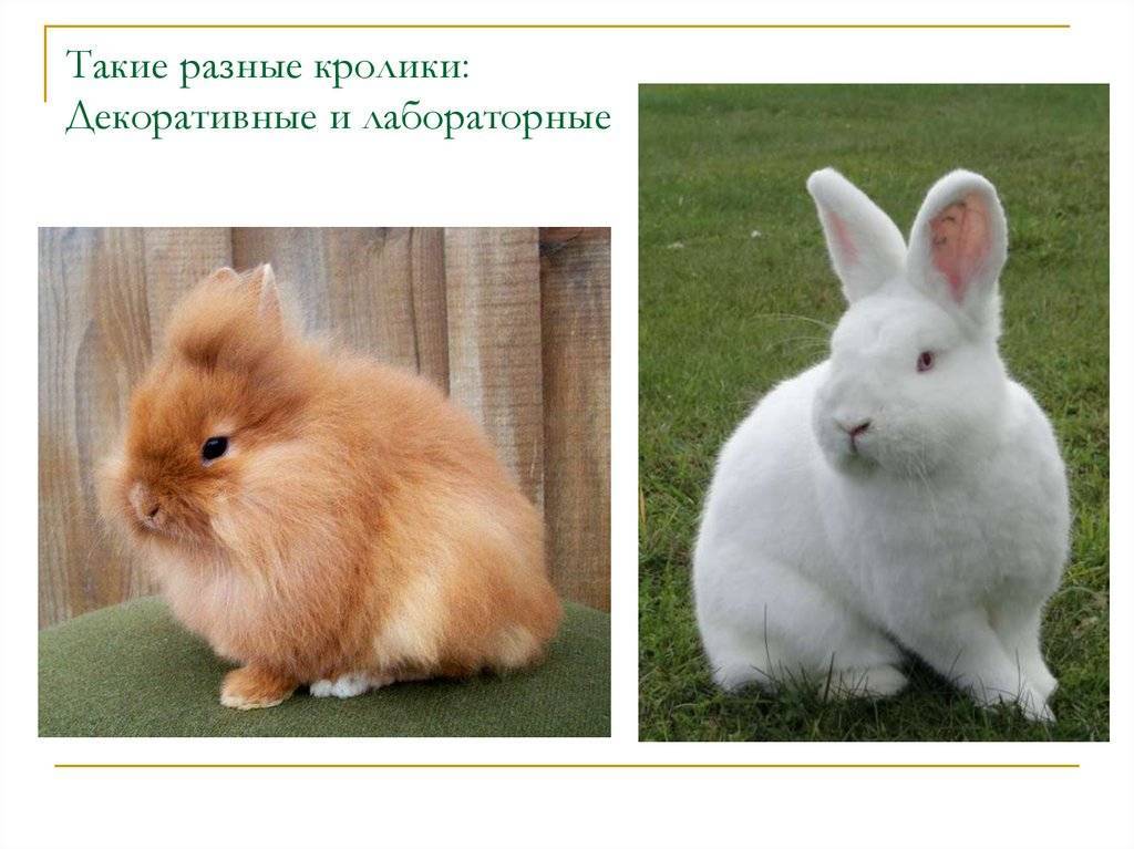 Маленькие кролики. карликовые домашние породы кроликов.