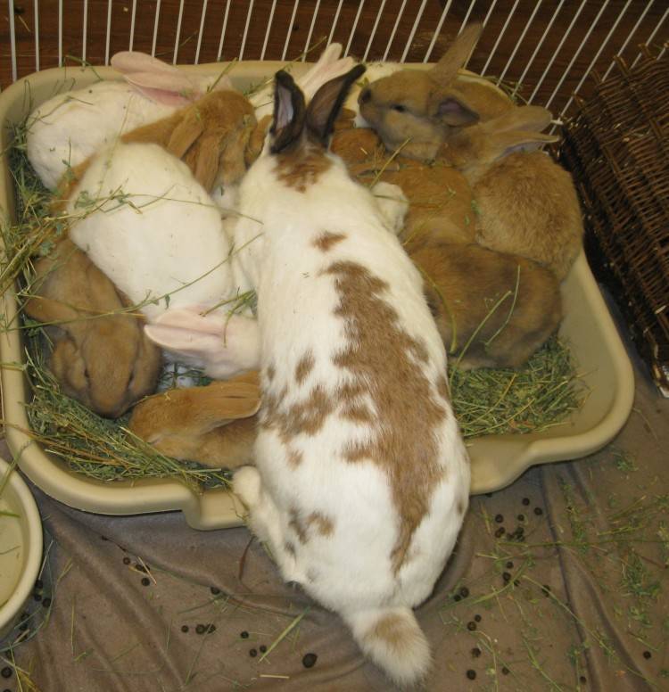 Кормление кроликов
