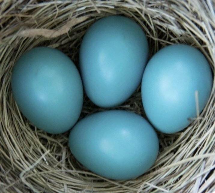 Какие породы кур несут голубые и зеленые яйца