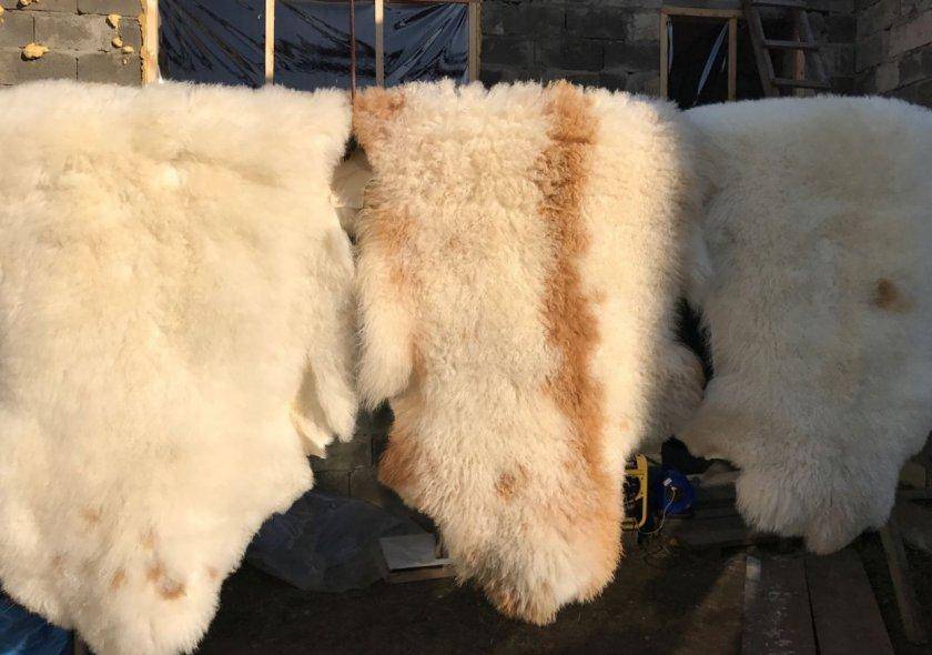 Выделка овечьей шкуры в домашних условиях: описание
